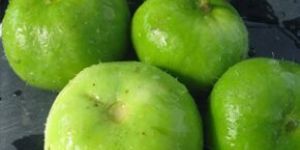 Fresh Apple Gourd
