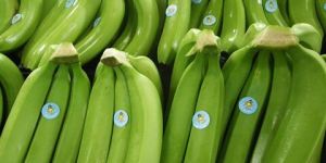 Green Cavendish Banana