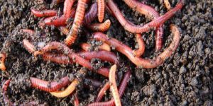 Organic Earthworm