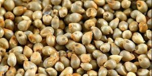 Marwadi Bajra Seeds