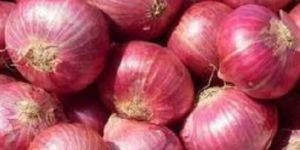 Onion