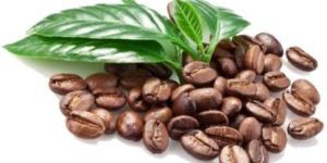 Roasted Arabica Coffee Beans