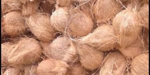 Semi Husked Coconut