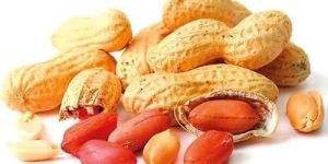 Grading Groundnut