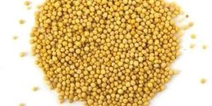 Yellow Mustard Seed