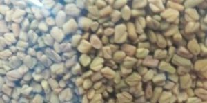 Fenugreek Seeds