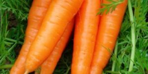 Fresh Yellow Carrots