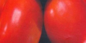 F1 BS 3001 Tomato Seeds