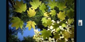 Motorised Projector Screen