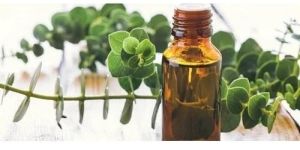 Eucalyptus Oil