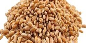 Sortex Clean Wheat Seeds