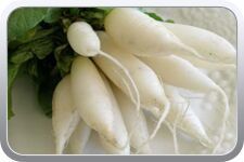 Fresh Radish
