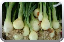 Fresh Spring Onion