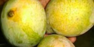 Fresh Mango