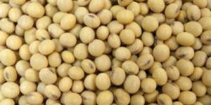Natural Soybean Seeds