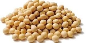 Soybean Seeds