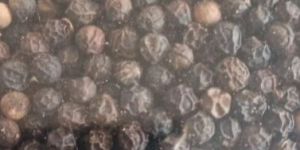 Black Pepper Seeds