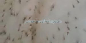 Scampi Shrimp Seeds