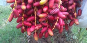 Fresh Organic Red Dates