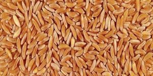 Organic Wheat
