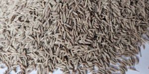 Cumin Seeds