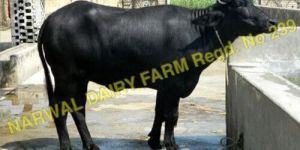 Murrah Heifer Buffalo