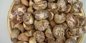 Betel Nuts