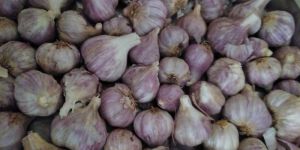 Pink Garlic