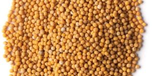 Yellow Mustard Seeds