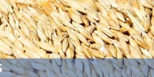 Grains