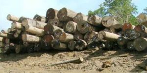 Hardwood