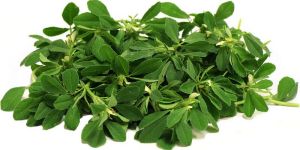 Fenugreek
