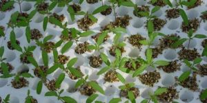 Horticulture Vermiculite