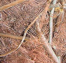 Birch- COPPER WIRE