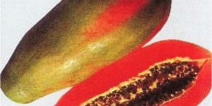 HYBRID PAPAYA HERITAGE SELECTION