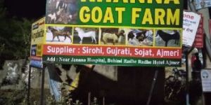 Goat Farming Service
