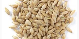 Organic Barley