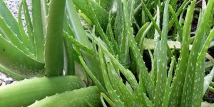 Aloe Vera Leaves