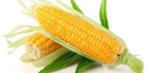 Yellow Maize