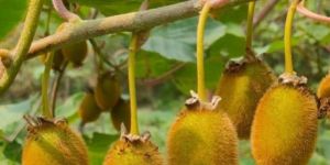 Kiwi Fruit