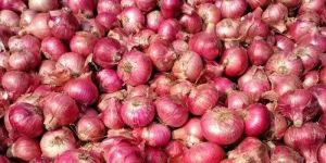 Pink Onion