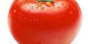 Fresh Tomato