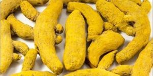 Turmeric Finger
