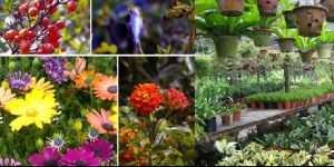 Ornamental Plants