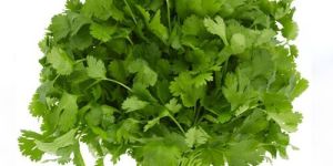Fresh Coriander Leaves