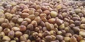 Fresh Pollachi Coconut