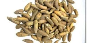 Chilgoze Pine Nuts