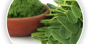 Drumsticks Leaves and Powder