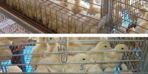 G E ROYAL PULLET PLUS