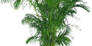 Areca Palm Plant